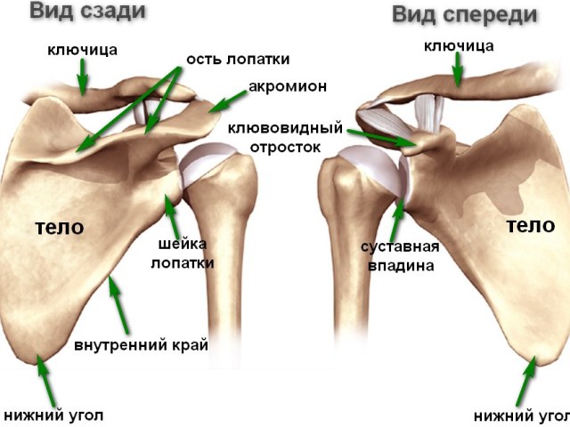 Плечевой сустав: строение, анатомия. Плечевой сустав: мышцы, связки, кости