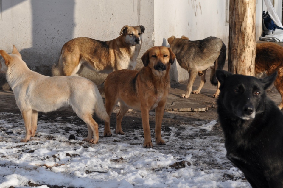Φυλές σκύλου για τη διατήρηση στο δρόμο σε ένα περίπτερο: Λίστα