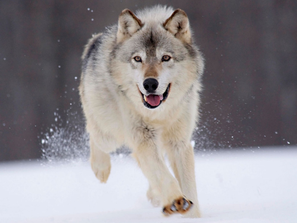 Der Wolf kann mit einer Geschwindigkeit von 60 km/h laufen