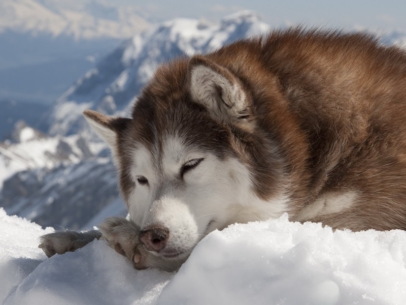 Der Hund schmilzt das ganze Jahr über ständig: Gründe