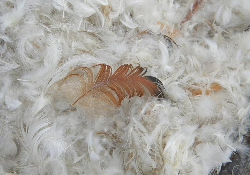Open drying of a pillow