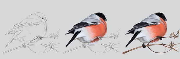 How to draw a bullfinch