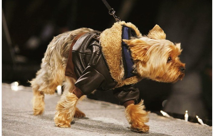 Fashionable glamorous clothing for dogs of small breeds