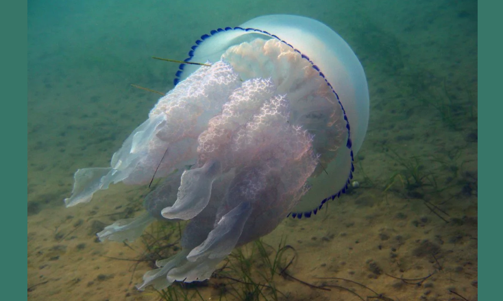 Meduses v Črnem morju odpluje na obalo
