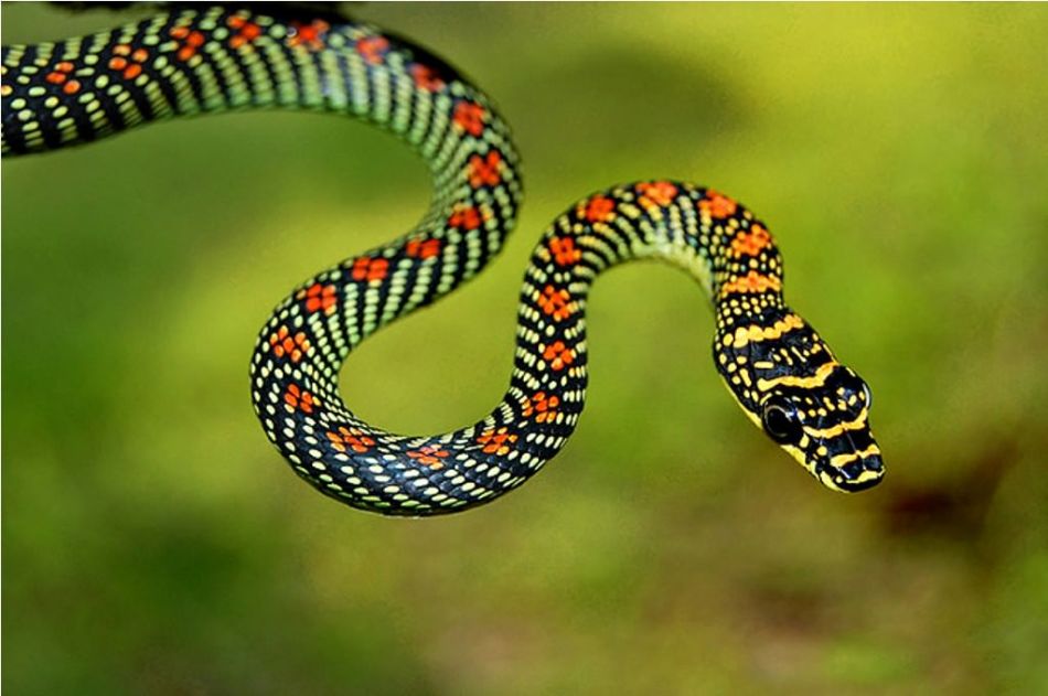 Paradise decorated snake