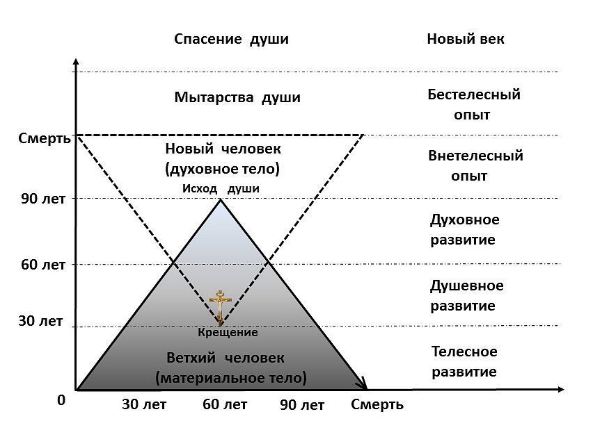 Схема развития