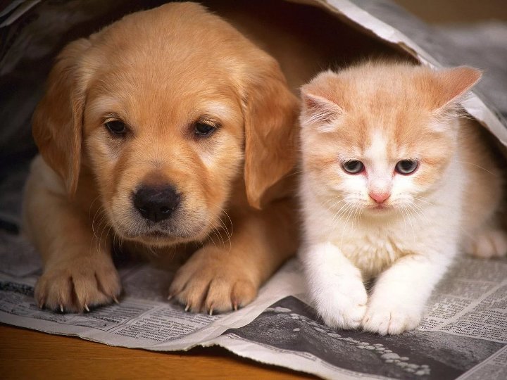 Cucciolo e gattino senzatetto