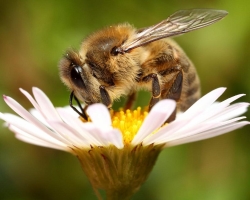 Je čebela ali žuželka? Medena čebela: domača ali divja žival, žuželka?