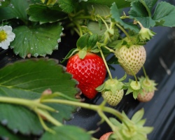 Ist es notwendig, den Schnurrbart während der Blüte, der Frucht von Erdbeeren zu brechen? Wann soll der Schnurrbart bei Erdbeeren geschnitten werden: Gärtnertipps