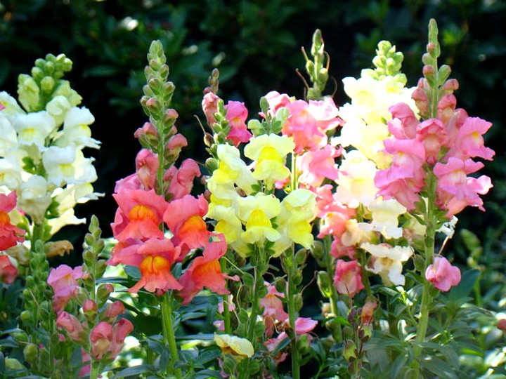 Varieties of lion's pharynx