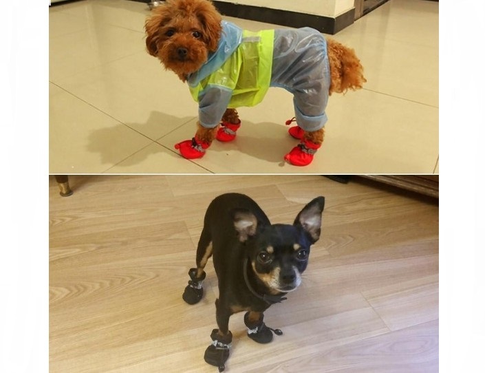 Fashionable shoes for dogs of small breeds