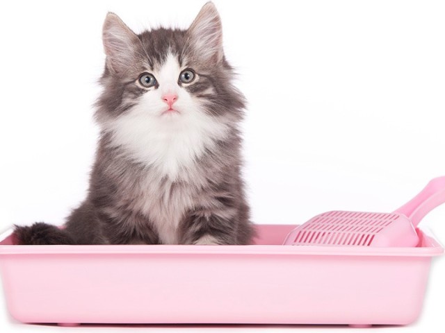 Comment habituer un chaton et un chat adulte à un plateau, des toilettes? Pourquoi le chaton, le chat ne va-t-il pas dans le plateau, les toilettes, mais va, où est-il allé?