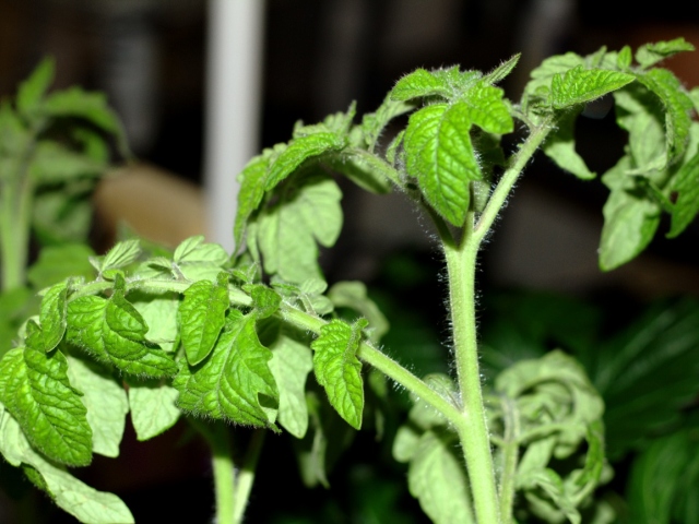 Las hojas de los tomates en un invernadero están retorcidas: razones, ¿qué hacer?