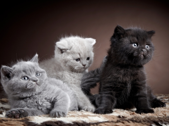 Toutes les races de chats et de chats domestiques avec des photographies et des noms: photo, description du caractère