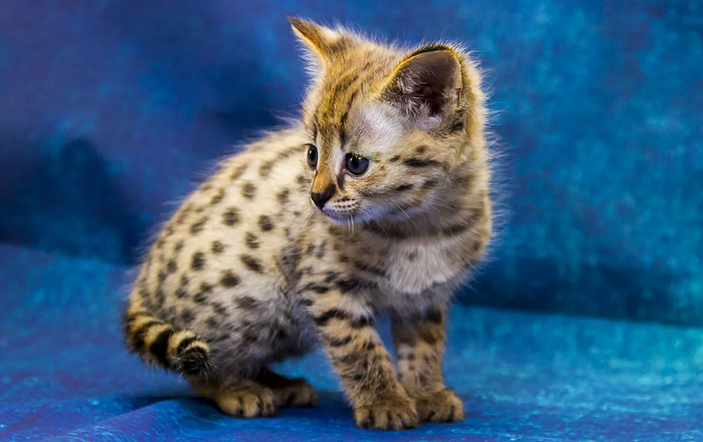 Savannah kitten