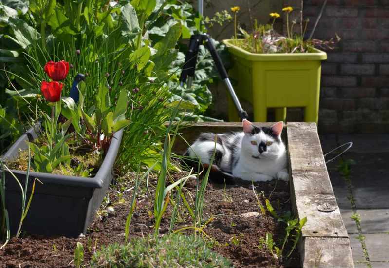 Также коты дебоширят и в саду