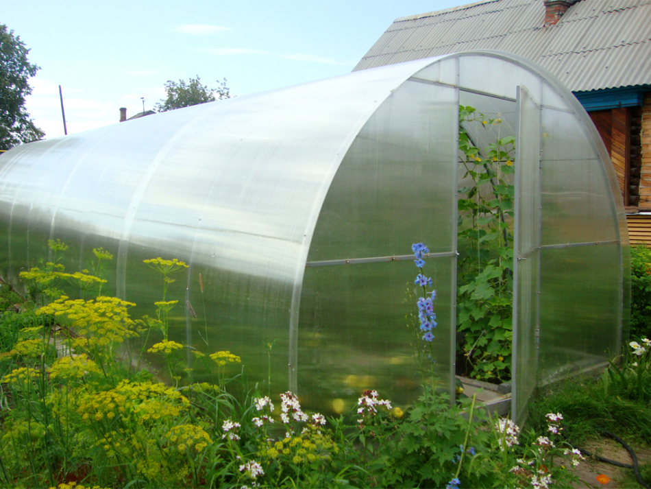 Saláta termesztése üvegházban