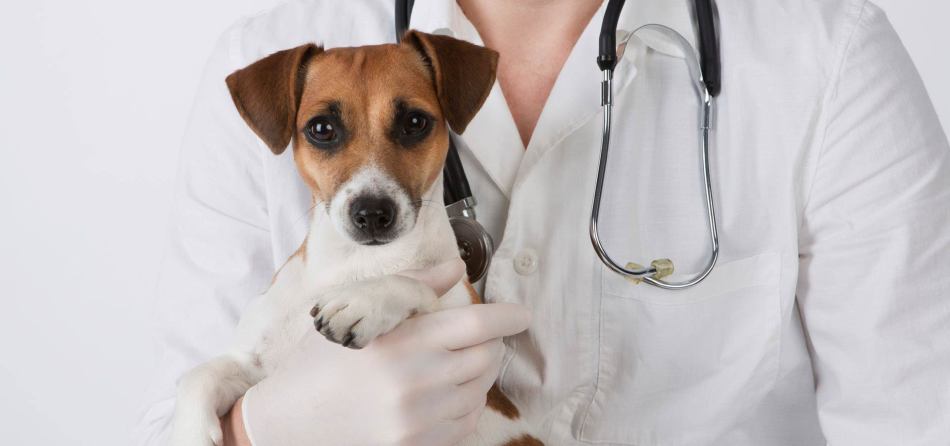 Abbiamo bisogno dell'aiuto di un veterinario