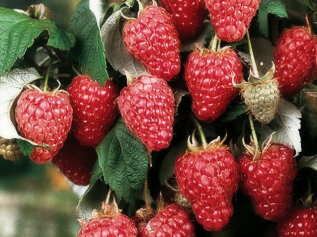 Apa perbedaan pohon raspberry dari raspberry yang biasa: deskripsi, apa itu, di mana ia tumbuh?