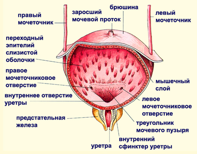 The structure of the bladder