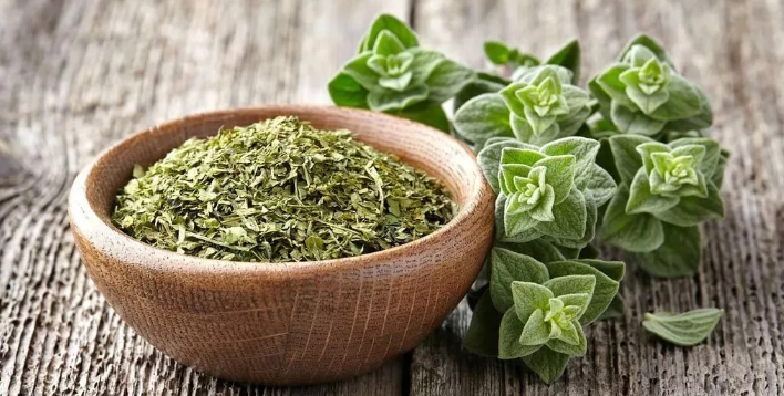 Oregano - antibiótico natural