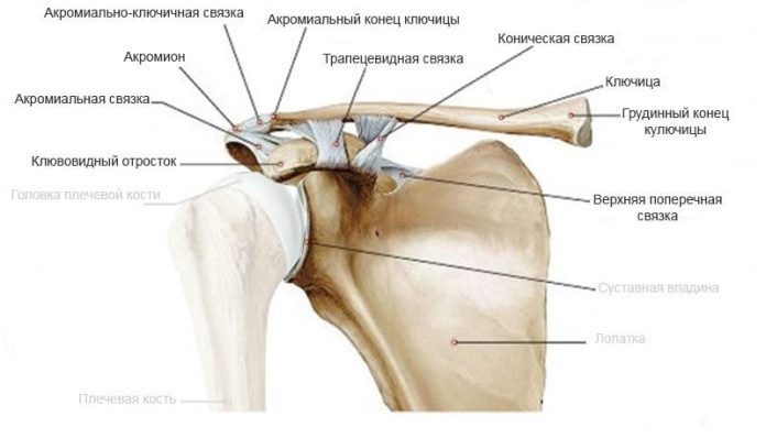 Links of an acromial-skid node