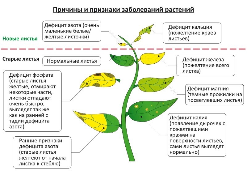 Причины и признаки заболеваний растений