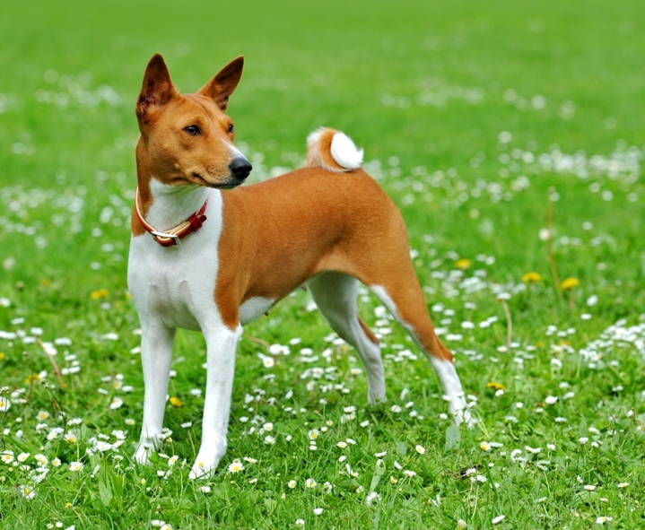 Bassenji pasma pes: ne stopi in ne diši