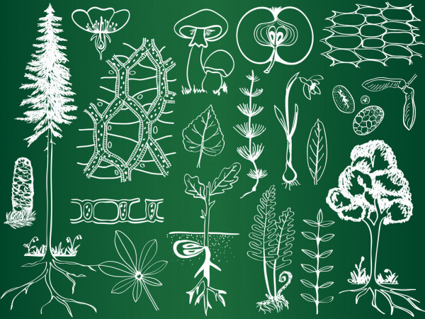 Teka -teki dalam Biologi 7-8 Kelas - Botani
