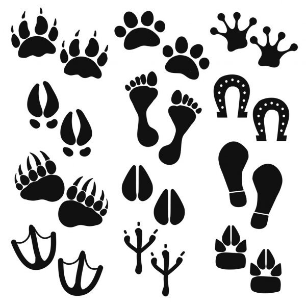 Stencils of animal traces - ideas, photos of templates