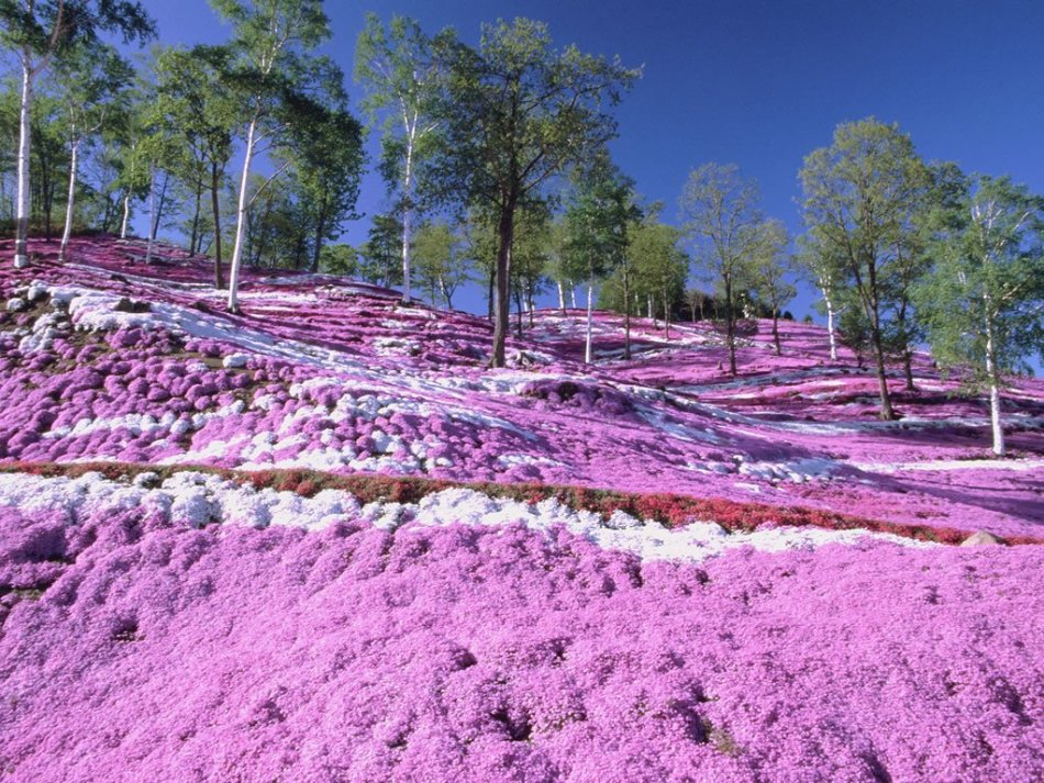 Why do not bloom perennial phlox?