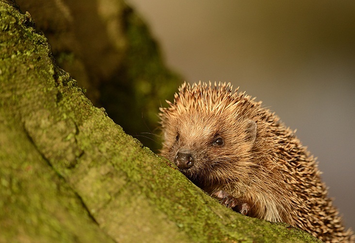 En un sueño, Hedgehog sugiere que las personas no necesitan confiar en sus planes