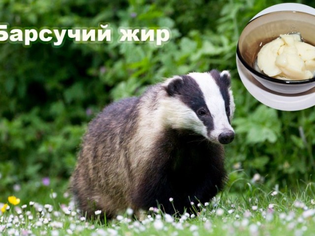 Badger fat: composition, therapeutic properties, contraindications and recipes use for colds, bronchitis, stomach ulcer, tuberculosis, asthma, anemia, rheumatism, ear diseases, to strengthen immunity