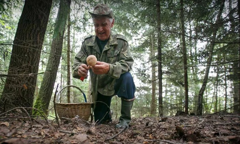 Обмундирование для сбора грибов в лесу