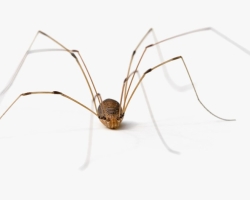 Araña en la ducha, baño: firme los días de la semana, hora del día. ¿Cómo evitar una interpretación negativa de los signos?