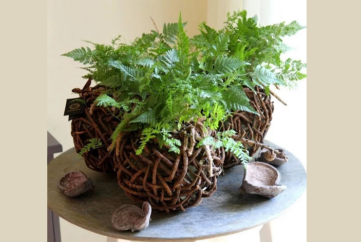Plants that look spectacular at home in the form of compositions in baskets