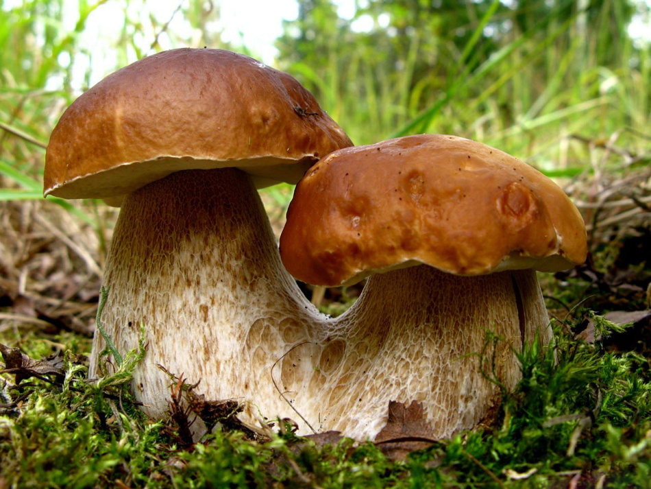 Белые грибы в июле и августе - частая находка