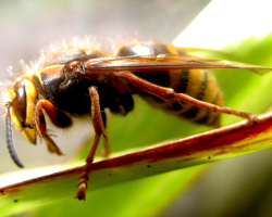 Que faire si une abeille ou une guêpe vous mord? Aide pour les abeilles et les piqûres de système d'exploitation