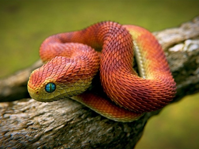 Змеи Все Виды Фото И Названия
