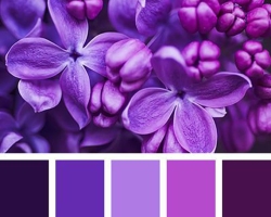Nuances de violet, palette, couleurs