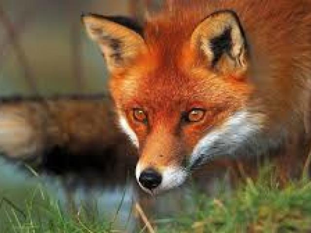 Fox: Description of the animal, grade 4, the world around