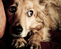 A kutya fél más kutyáktól, emberektől: miért, mit kell tenni és hogyan lehet megtanítani egy kutyát, hogy ne félj?