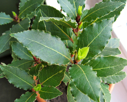 Bay leaf: growing in a pot and care at home, illness. How to propagate a bay leaf at home with a process, cuttings, how to grow from seeds?