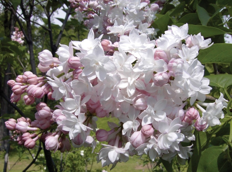 Why doesn’t bloom the lilac of the beauty of Moscow and the leaves are twisted: what to do?