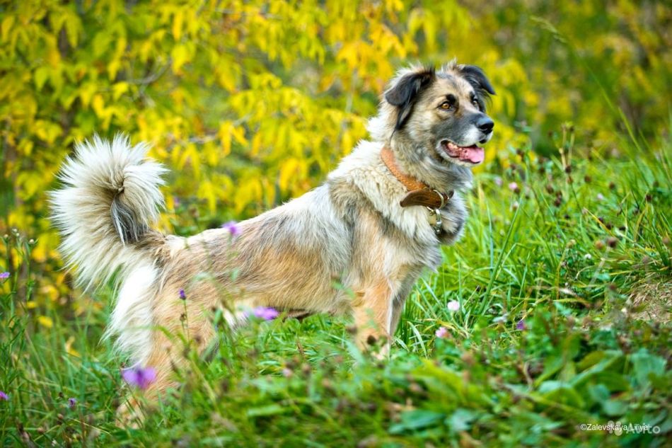 Bir Köpek Kayıp