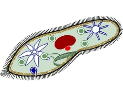 Biologija - jezgra cipela: značajke strukture, pokreta i života, prehrane, značajki, reprodukcija: sheme i crteži