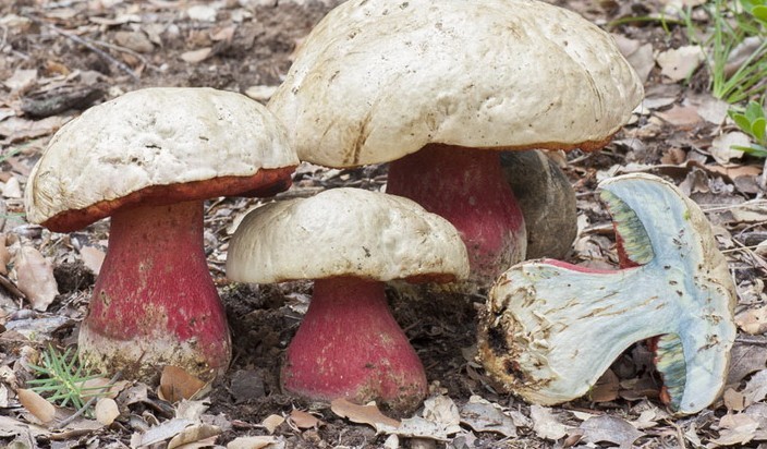 Mushroom with a bluish leg