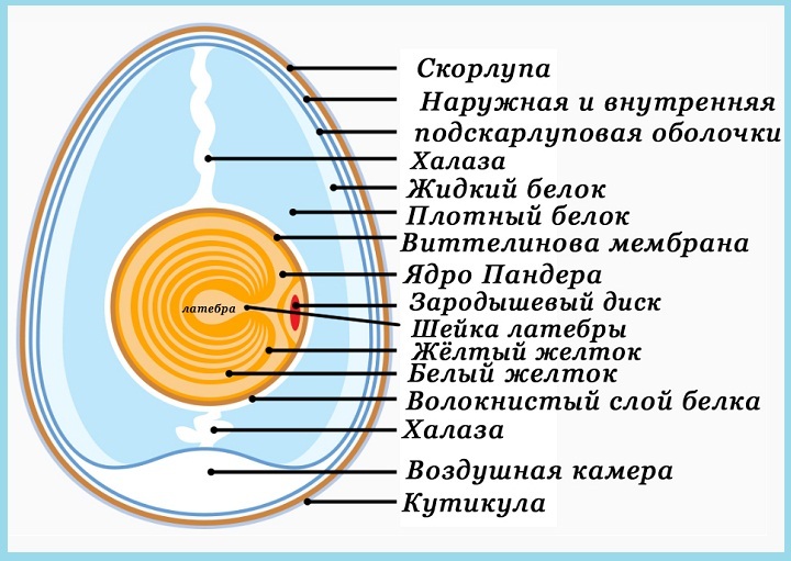 Яйцо в разрезе схема