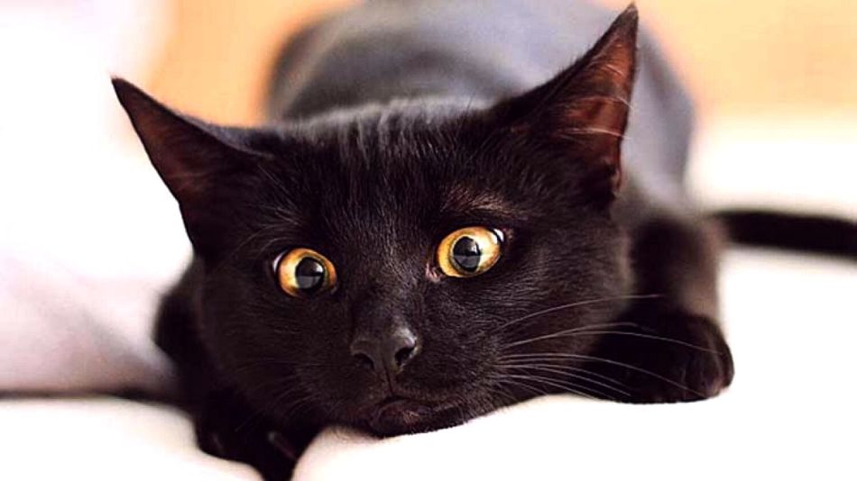 Сонник - черный кот