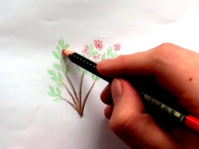 Как нарисовать калину? Как нарисовать ветку и куст калины карандашом?